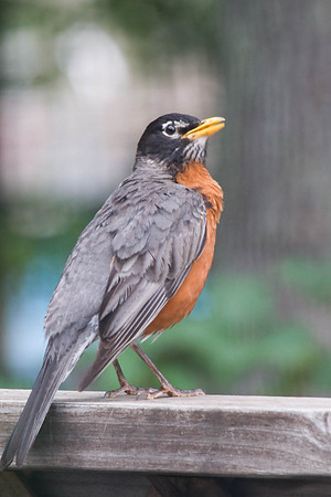 American Robin