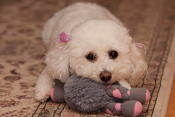Bobo
