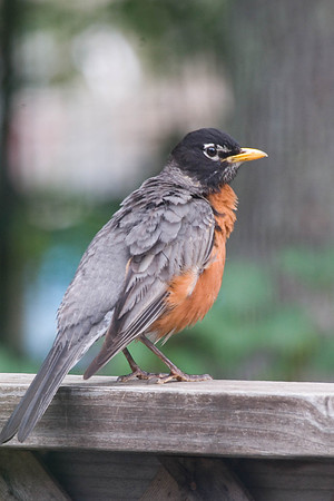 American Robin