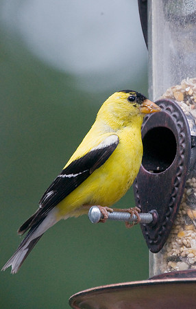 A male American Goldfinch