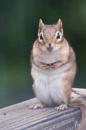 Furry Friend in the backyard