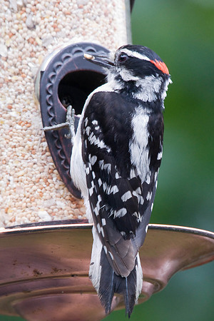 Male Downy Woodpecker