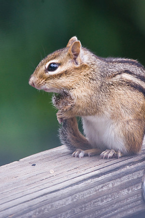 My tail