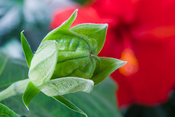 Hibiscus Fruit