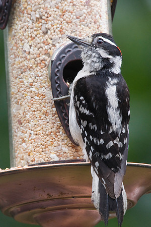 Male Downy Woodpecker