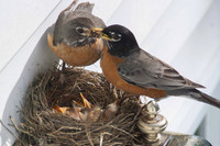 Robin